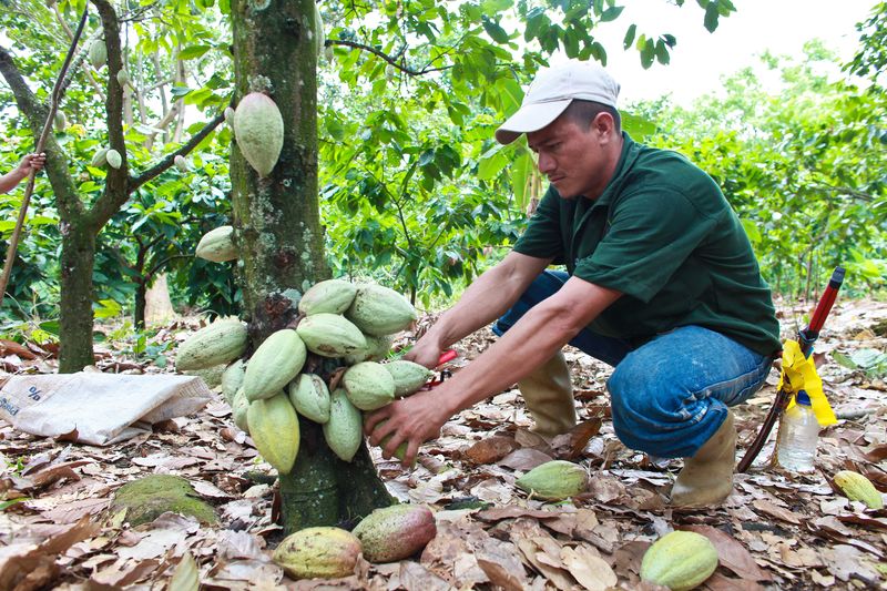 Plantation&#32;El&#32;Pedregal&#32;Venezuela