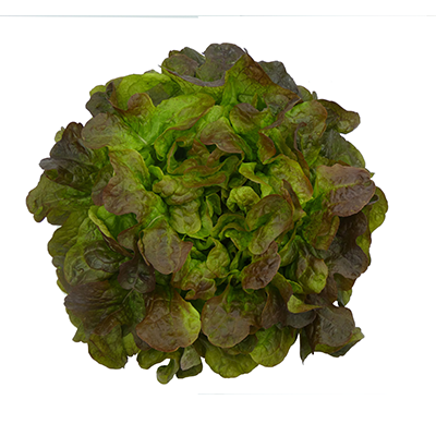 AYARAI RZ (82-530) product photo front L