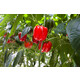 NAGANO F1 (35-152) Produktbild view-2 S