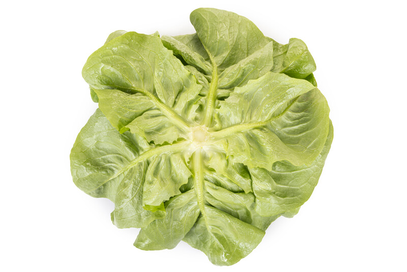VOLUMIA RZ Butterhead lettuce Vegetable seeds Rijk Zwaan