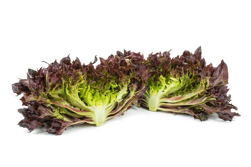 OUTBEX RZ (79936) Lettuce Rijk Zwaan Australia