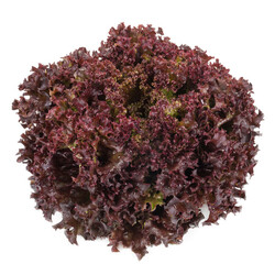 CARNELIAN RZ product photo