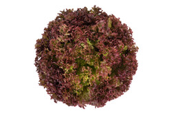 ROONEY RZ product photo