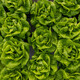 CECILIA RZ product photo view-5 S