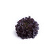 XODOS RZ product photo front S