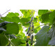 斯盖威尔(22-560)Skywell product photo view-3 S