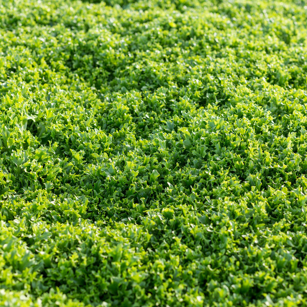 CHAPMAN RZ product photo view-4 L