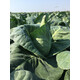 LINCMA F1 (30-604) product photo view-4 S