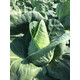 LINCMA F1 (30-604) product photo view-3 S