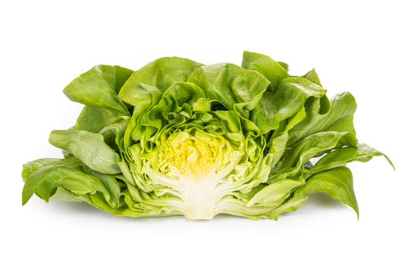 VOLUMIA RZ Butterhead lettuce Vegetable seeds Rijk Zwaan