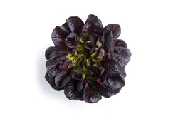 MANET RZ product photo