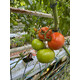 COLVILLE RZ F1 (72-BF0638) product photo front S