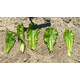 WALTRIP RZ product photo view-2 S