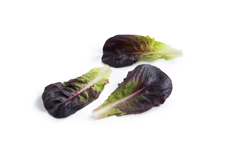 Salanova® MANET (79-ML2589) product photo view-3 L