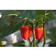 NAGANO F1 (35-152) Produktbild view-3 S