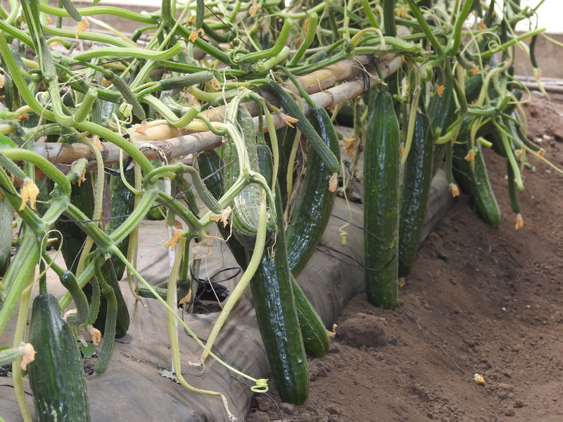 Bologna F1 Long Dutch Cucumber