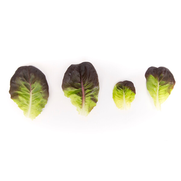 KLIMT RZ product photo view-4 L