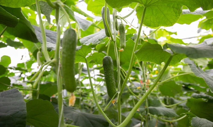 Vegetable seeds for professional growers | Rijk Zwaan Canada