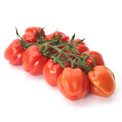 PAPELETTO RZ F1 product photo