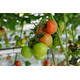 ONORICIA RZ F1 product photo view-3 S
