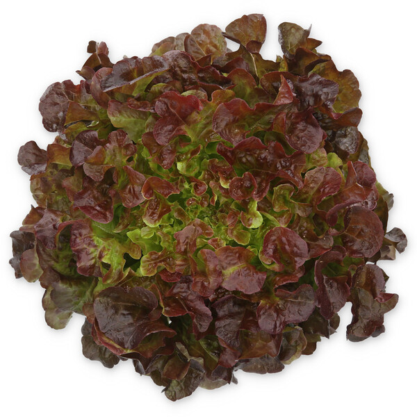 lettuce EXCENTRIC RZ Lettuce Seeds | Salanova | Incised leaf