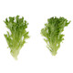 EXCURIA RZ product photo view-4 S