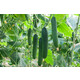 MORRIS RZ F1 (22-304) product photo view-2 S