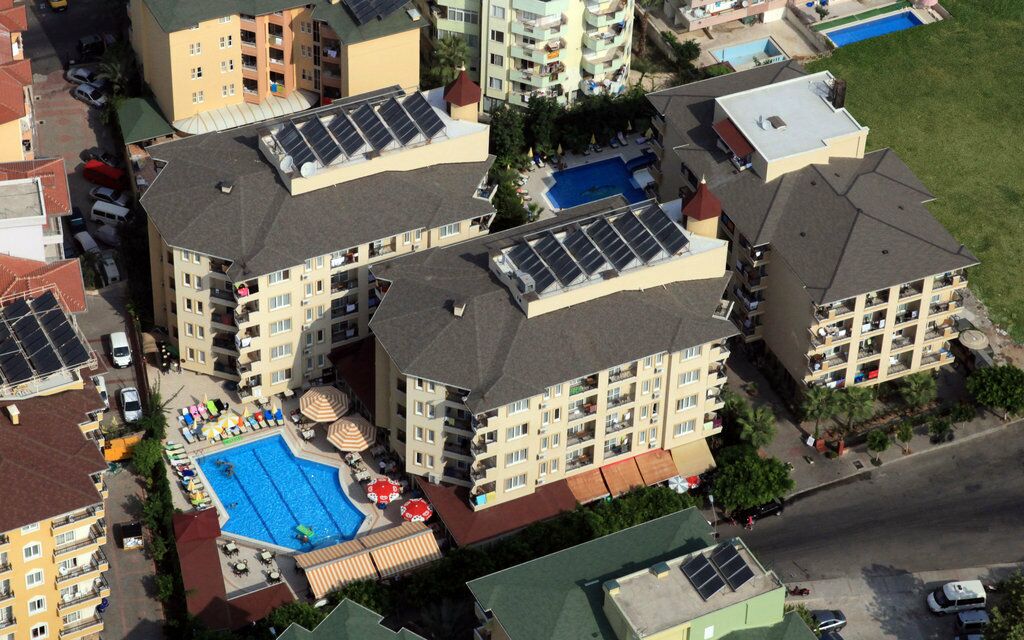 Image of Kleopatra Royal Palm