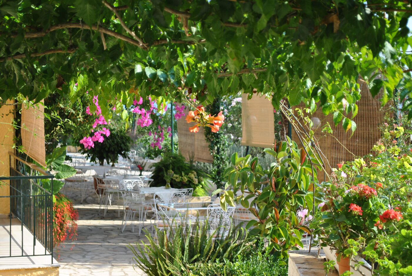 Image of Helios Splendid