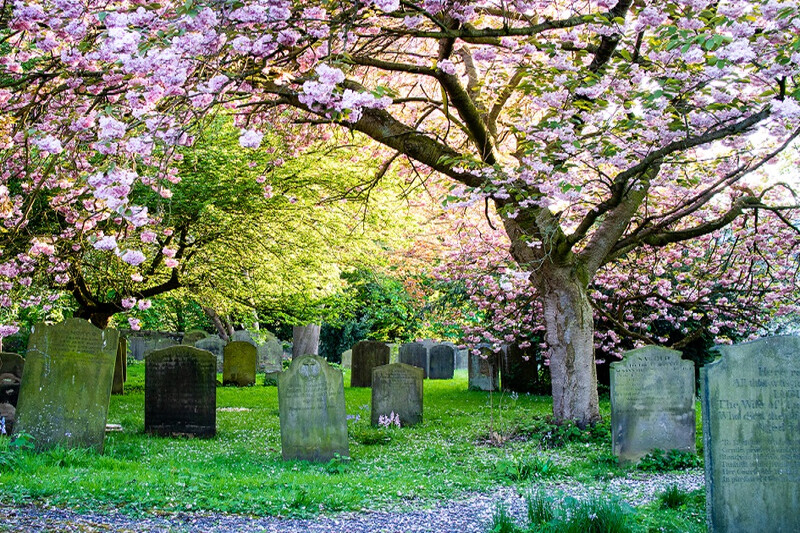 spring-blossom-in-graveyard