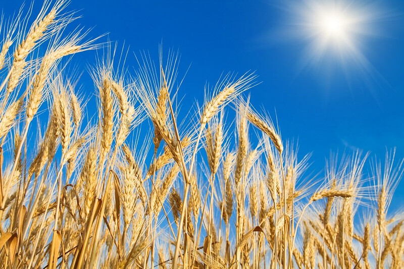 wheat-field-blue-sky-global-food-supply-header-image