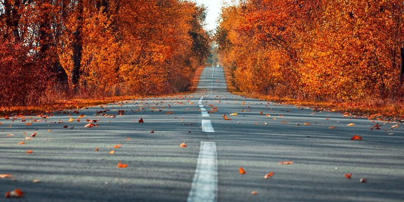 SC_tree-lined-road_autumn