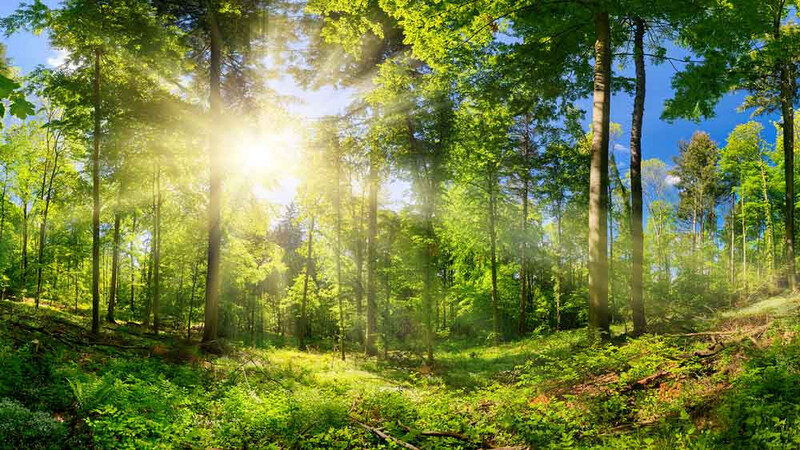SUNNY-FOREST