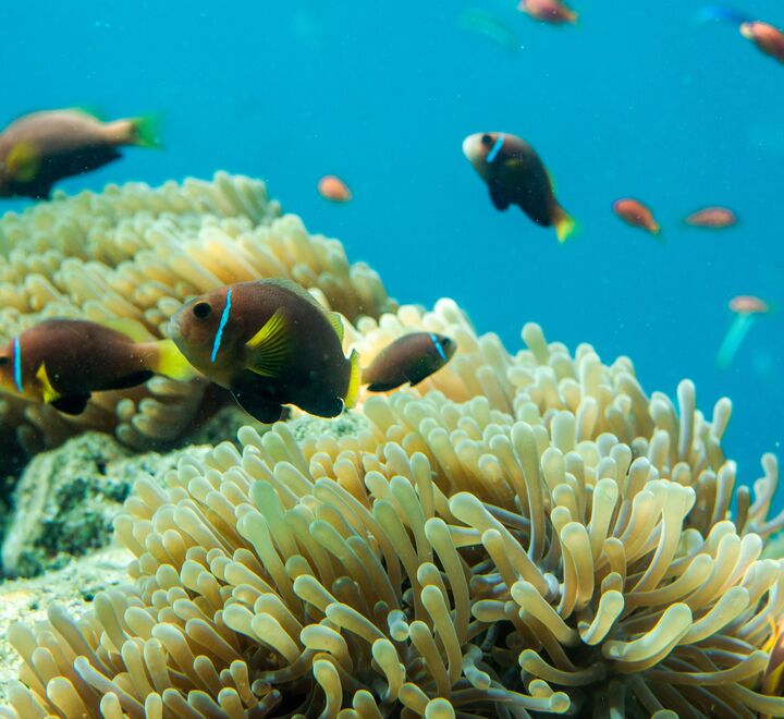 Ideen om at kostnadseffektivitet og lønnsomhet bør være idealer for menneskehetens svar på klimakrisen øker sjansen for at verden i 2100 vil være langt mindre hyggelig enn i dag, advarer Jørgen Randers. Foto av korallrev. Foto: Ishan @seefromthesky on Unsplash.