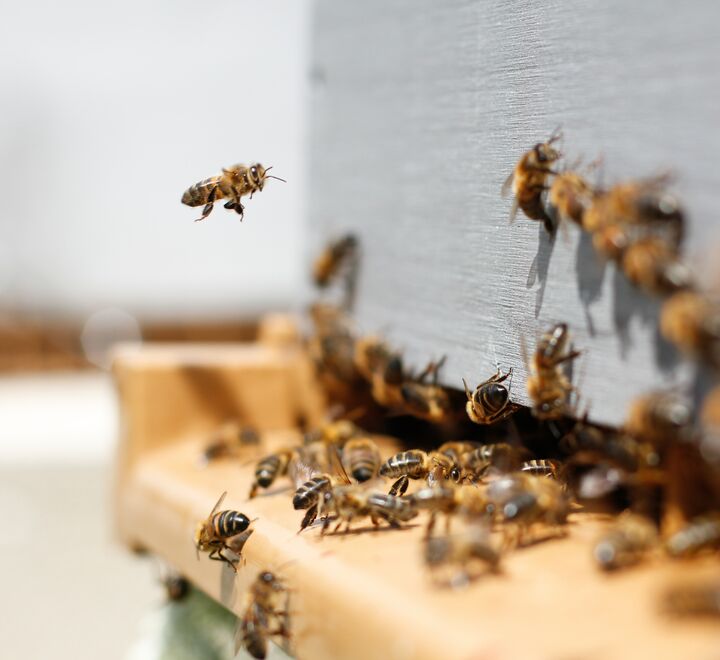Bees flying in and out of a beehive