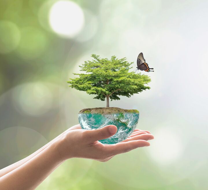 A pair of hands holding a tree in water, with a butterfly flying over