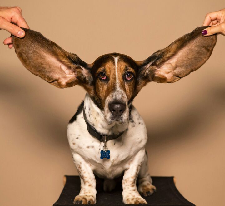 Bilde av en hund som får ørene sine løftet opp. Illustrasjonsfoto: Getty Images.
