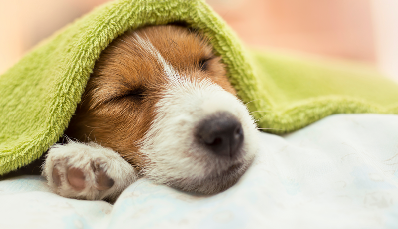 Cute Jack Russell terrier puppy dog sleeping after grooming and bath
