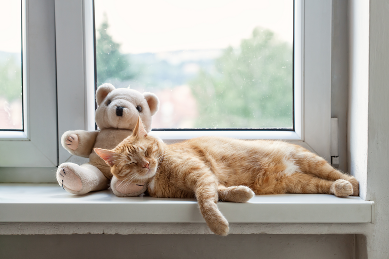 Ginger cat sunbathing on a windowsill.