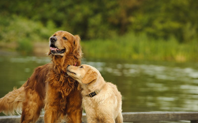 A Golden Retriever puppy snuggling up to an older Golden Retriever by the water