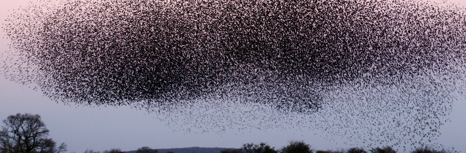 Flock of birds
