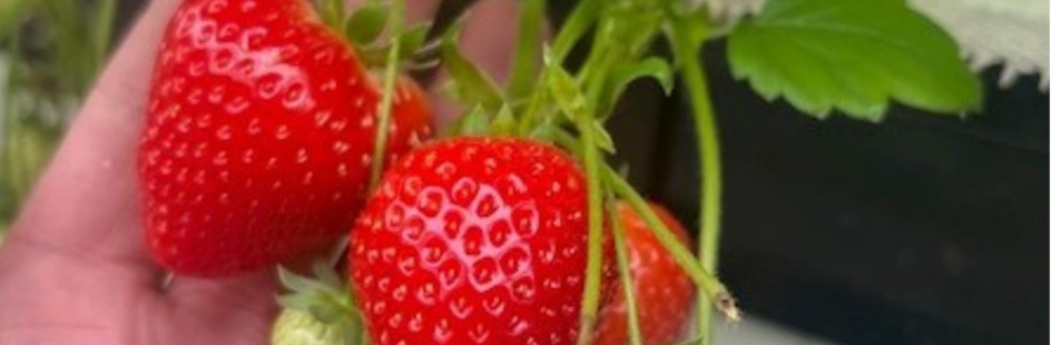 Verse Hollandse aardbeien