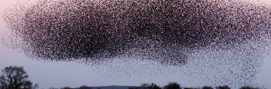 Een zwerm vogels keuzevak emergentie