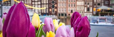 Amsterdam + tulpen