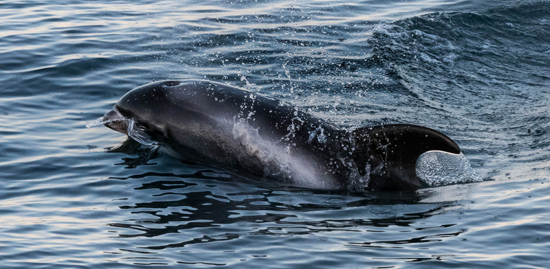 whale watching from reykjavik 39