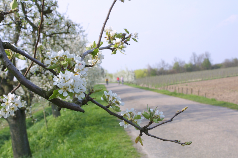3-, 5-daags fietsarrangement Betuwe Lingeroute - Hotel De Schildkamp