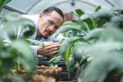agriculture scientist working to research a green vegetable plant in a field of biology laboratory, biotechnology is a technology, botany experiment of nature ecology organic greenhouse farming growth
