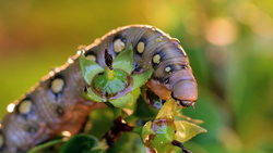 closeup of moth insect face on flower