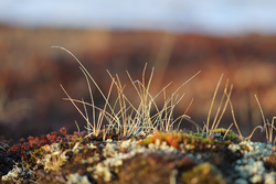 Colorful vegetation growing in tundra in spring