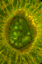 Plant tissues under fluorescent microscope